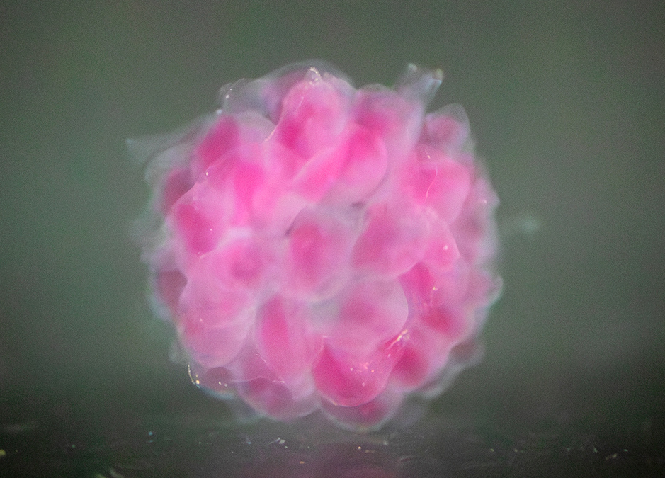 A round, pink 3d-printed bioink voxel