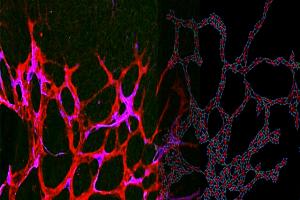 Model and image of mouse retina