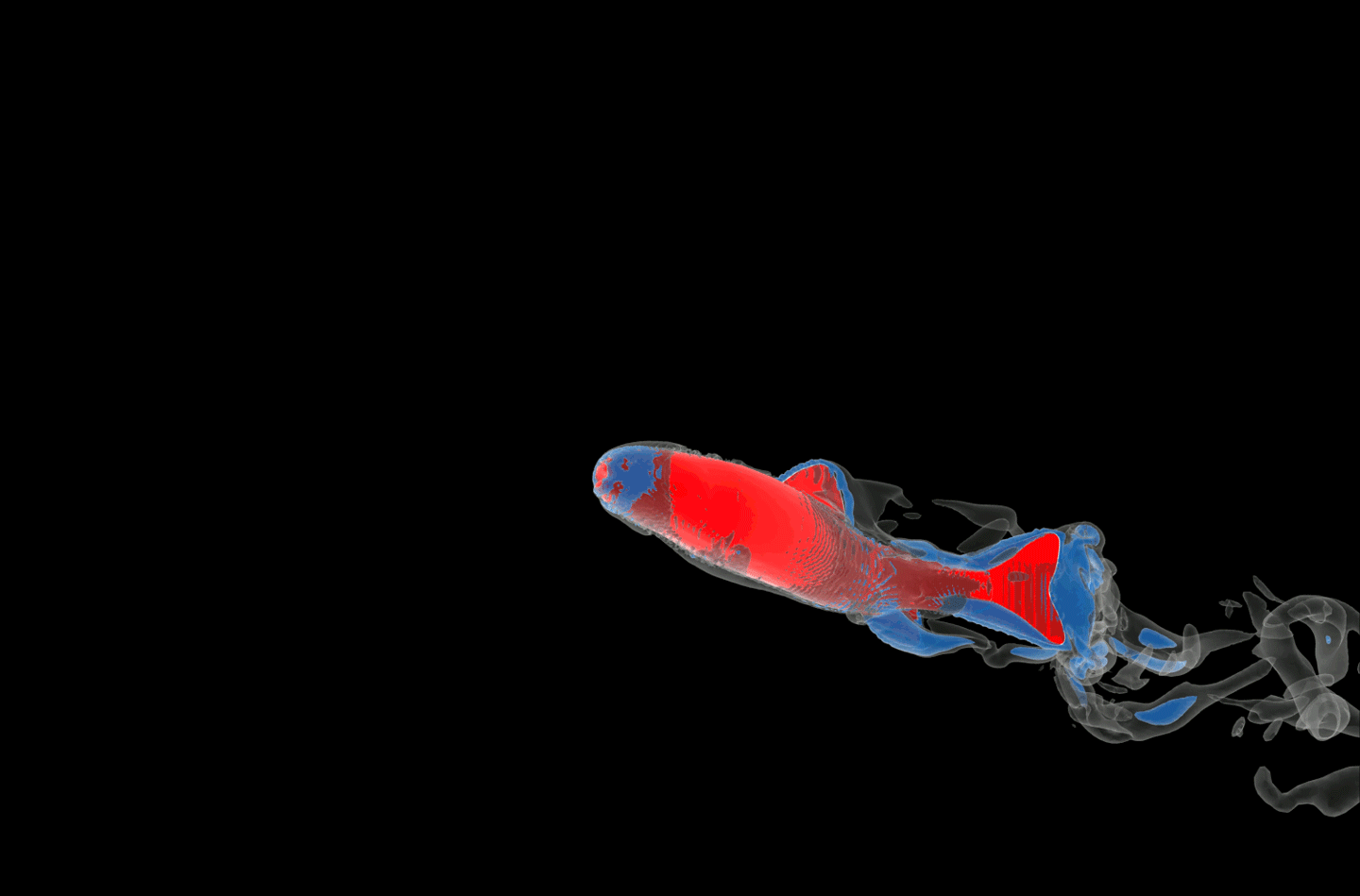 Animated (gif) computer representation of two trout swimming