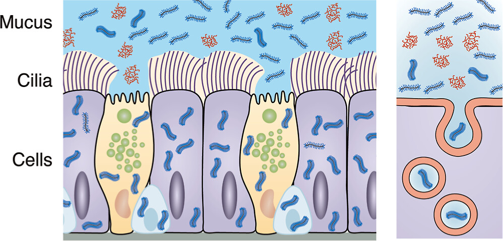 Schematic of molecules and cells