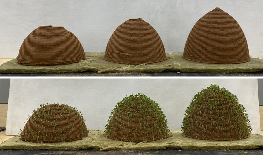 dirt mounts growing small green plants