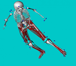 Ligament Motion in the human body