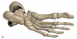 Foot & Ankle Research