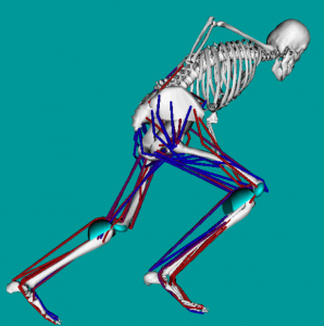 Ligamentous injury of the knee and torso