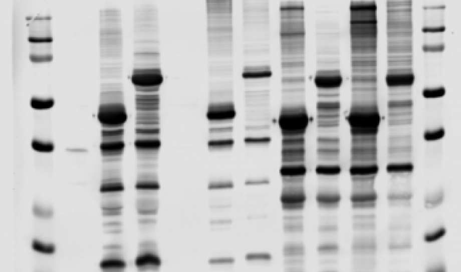 Cheap and fast method for producing phosphorylated proteins that capitalizes on observations made of enzymatic specificity.