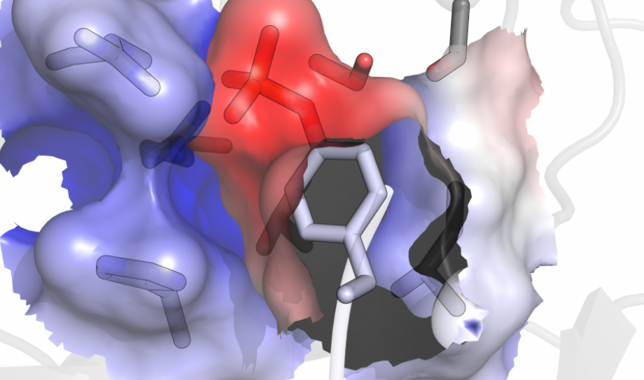 Phosphotyrosine interacting with an SH2 domain