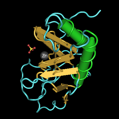 illustration of hedgehog protein