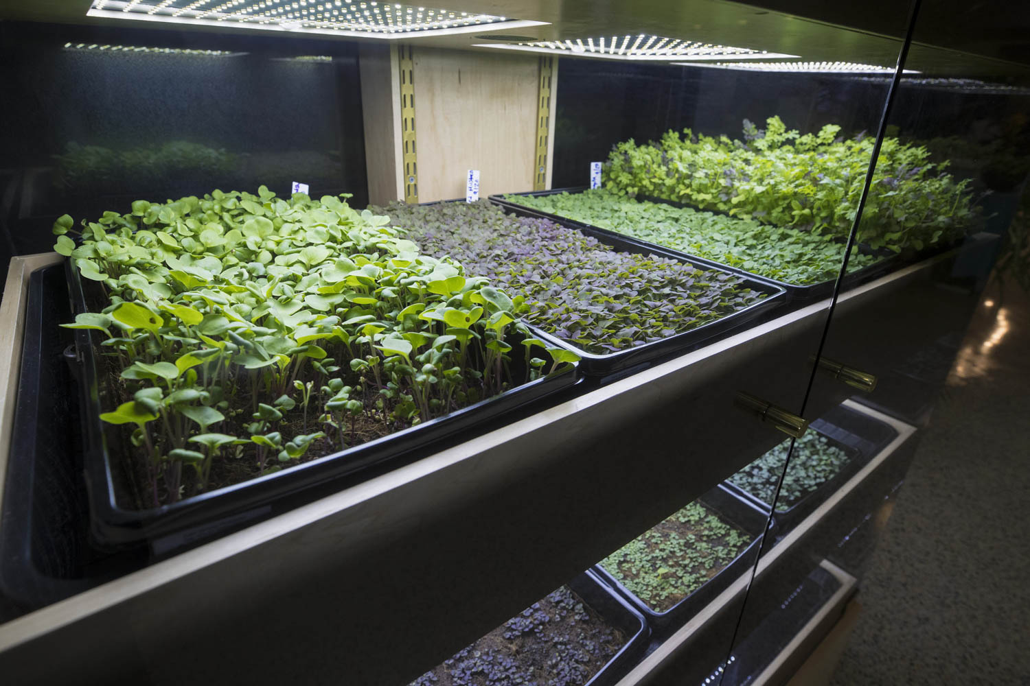 early days of Babylon Micro-Farms