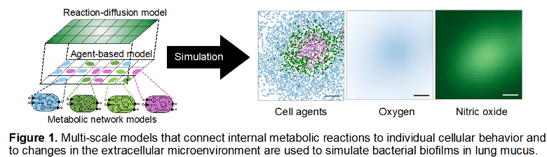 Multi-scale models that connect internal metabolic reactions to individual cellular behavior and to changes in the extracellular microenvironment are used to simulate bacterial biofilms in lung mucus.