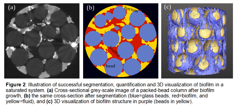 Illustration of successful segmentation, quantification and 3D visualization of biofilm in a saturated system. (a_ Cross-sectional grey-scale image of a packed-bead column after biofilm growth, (b) the same cross-section after segmentation, and (c) 3D visualization of biofilm structure