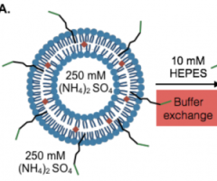 illustration of the buffer exchange