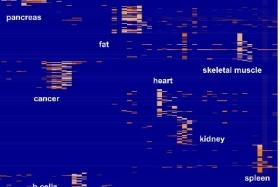 phage display for imaging agent development