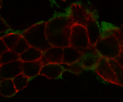 plectin peptide image