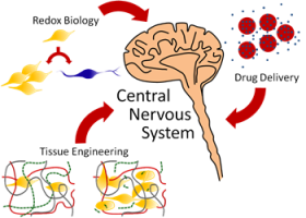 Central Nervous System Research