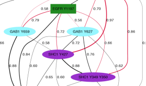 Predicting transient protein interactions driven by phosphorylation using unsupervised learning and graph theory.