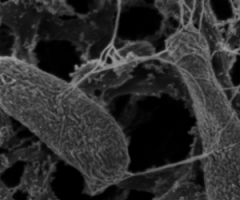 Bacterial Biofilms