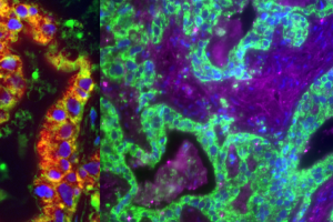 Cell Signaling Engineering Lab