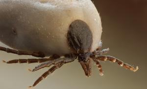 5x-enlarged image of a tick.