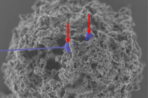 mast cell with nanoparticles