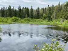 scenic view of trees and water
