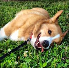 corgi