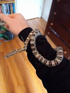 oreo